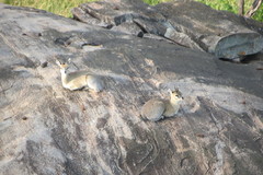 Oreotragus oreotragus