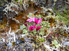 Nototriche flabellata