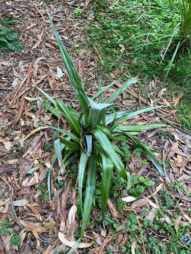 Astelia chathamica, 2026-04-26