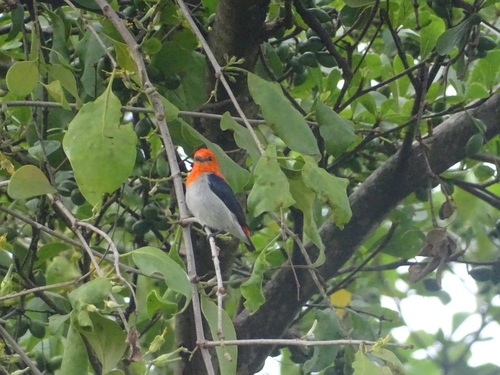Scarlet-headed Flowerpecker (Dicaeum trochileum), photo 3