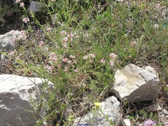 Asperula aristata