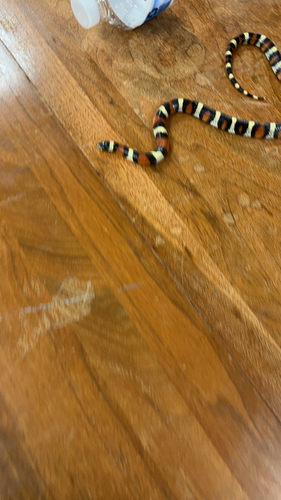 Western Milksnake