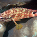 Garoupa-Leopardo-Do-Coral - Photo (c) craigjhowe, alguns direitos reservados (CC BY-NC)