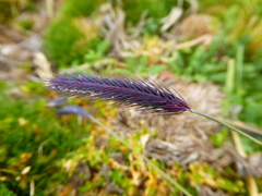 Hordeum muticum