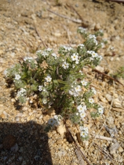 Cryptantha barbigera