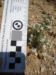 Cryptantha barbigera