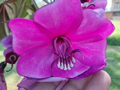 Meriania nobilis, photograph (c) GERMAN LEONEL SARMIENTO CRUZ, some rights reserved (CC BY)