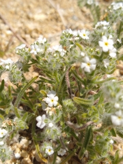 Cryptantha barbigera