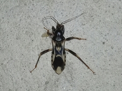 Rasahus albomaculatus