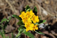 Lithospermum canescens
