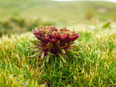 Lysipomia sphagnophila