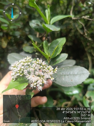 Ageratina tinifolia