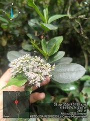 Ageratina tinifolia