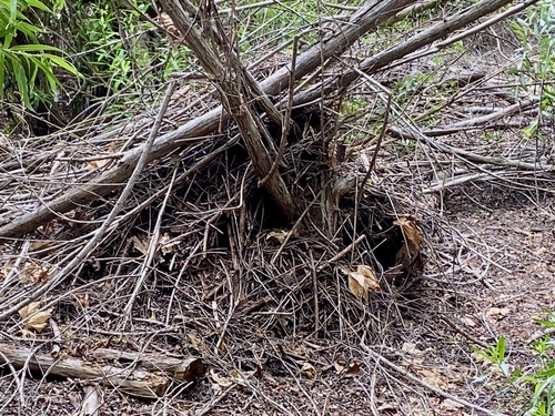 iNaturalist observation photo of Woodrats