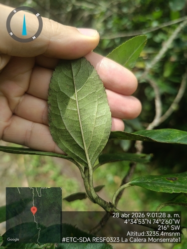 Ageratina tinifolia, photograph 3