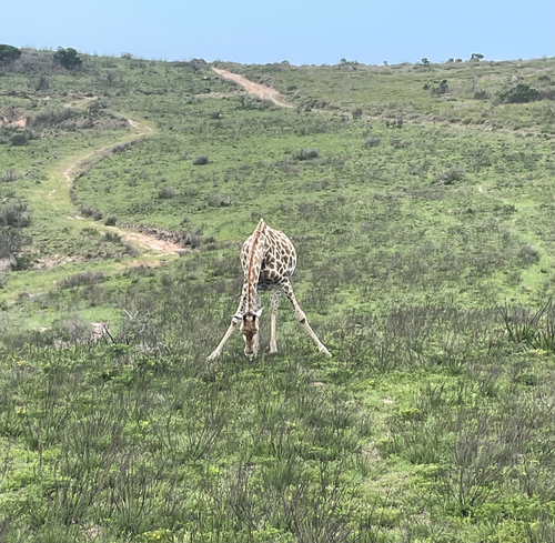 South African Giraffe