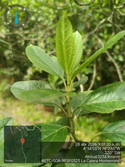 (c) Carlos Torrente, some rights reserved (CC BY) Ageratina tinifolia, photograph (c) Carlos Torrente, some rights reserved (CC BY)