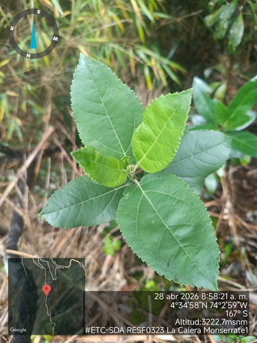 Ageratina tinifolia, photograph 6