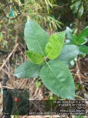 Ageratina tinifolia, photograph (c) Carlos Torrente, some rights reserved (CC BY)