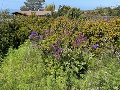Limonium californicum