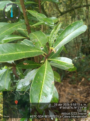 Drimys granadensis, photograph 4