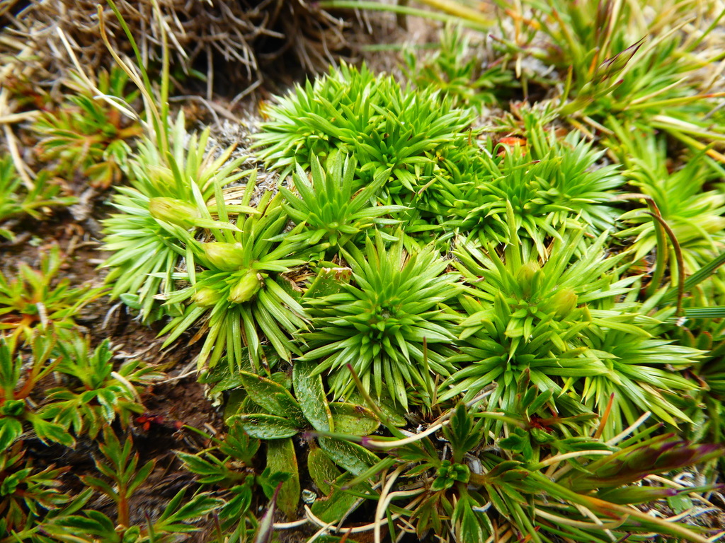 Novenia tunariensis
