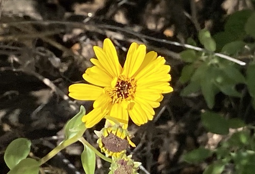 iNaturalist observation photo of California brittlebush