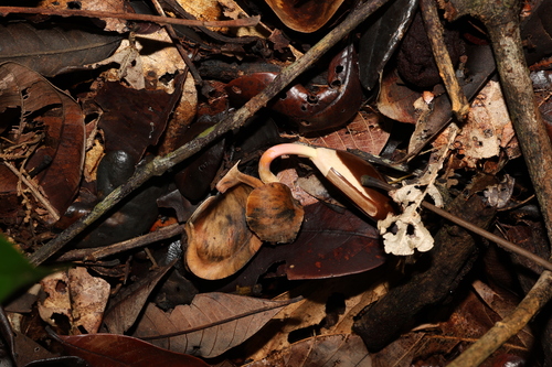 Hevea guianensis, 2026-04-25