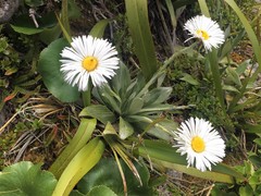 Celmisia semicordata