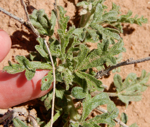 Sphaeralcea coccinea var. elata