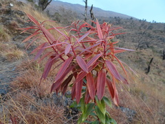Agarista salicifolia