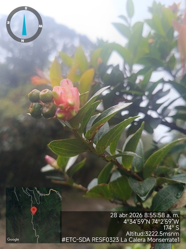 Cavendishia bracteata, photograph 6