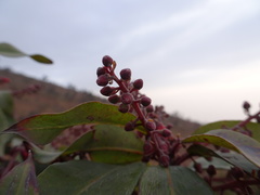 Agarista salicifolia