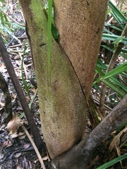 Dypsis