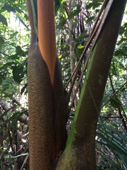 Dypsis