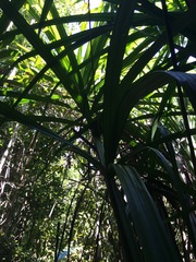 Dypsis