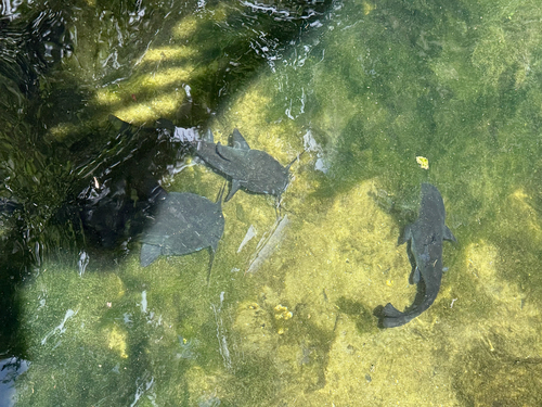 Ameiurus catus
