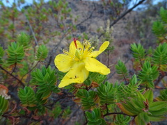 Hypericum revolutum