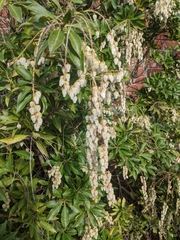 Pieris