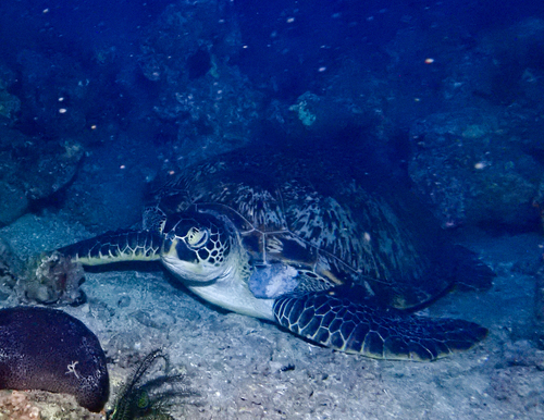 Chelonia mydas