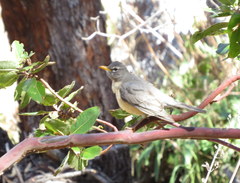 Turdus migratorius confinis