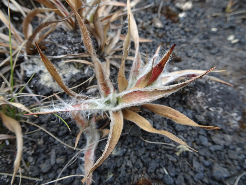 Luzula mannii