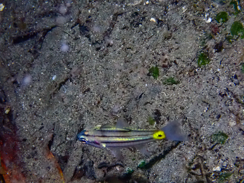 Cheilodipterus quinquelineatus