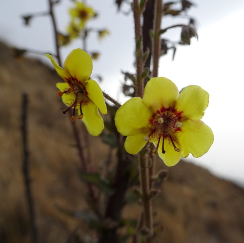 Verbascum densifolium