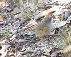 Junco bairdi