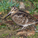 Eurasian Woodcock - Photo (c) Roberto Ghiglia, some rights reserved (CC BY-NC)