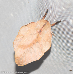 Travassosula subfumata