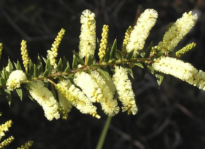 Acacia oxycedrus
