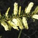 Spike Wattle - Photo (c) Ian McMaster, some rights reserved (CC BY-NC), uploaded by Ian McMaster