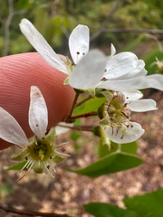Amelanchier sanguinea, photograph (c) Peter Quakenbush, some rights reserved (CC BY)
